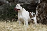 BOULEDOGUE AMERICAIN 090